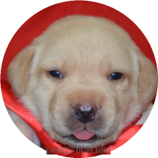 女の子(赤 母犬クリオ)